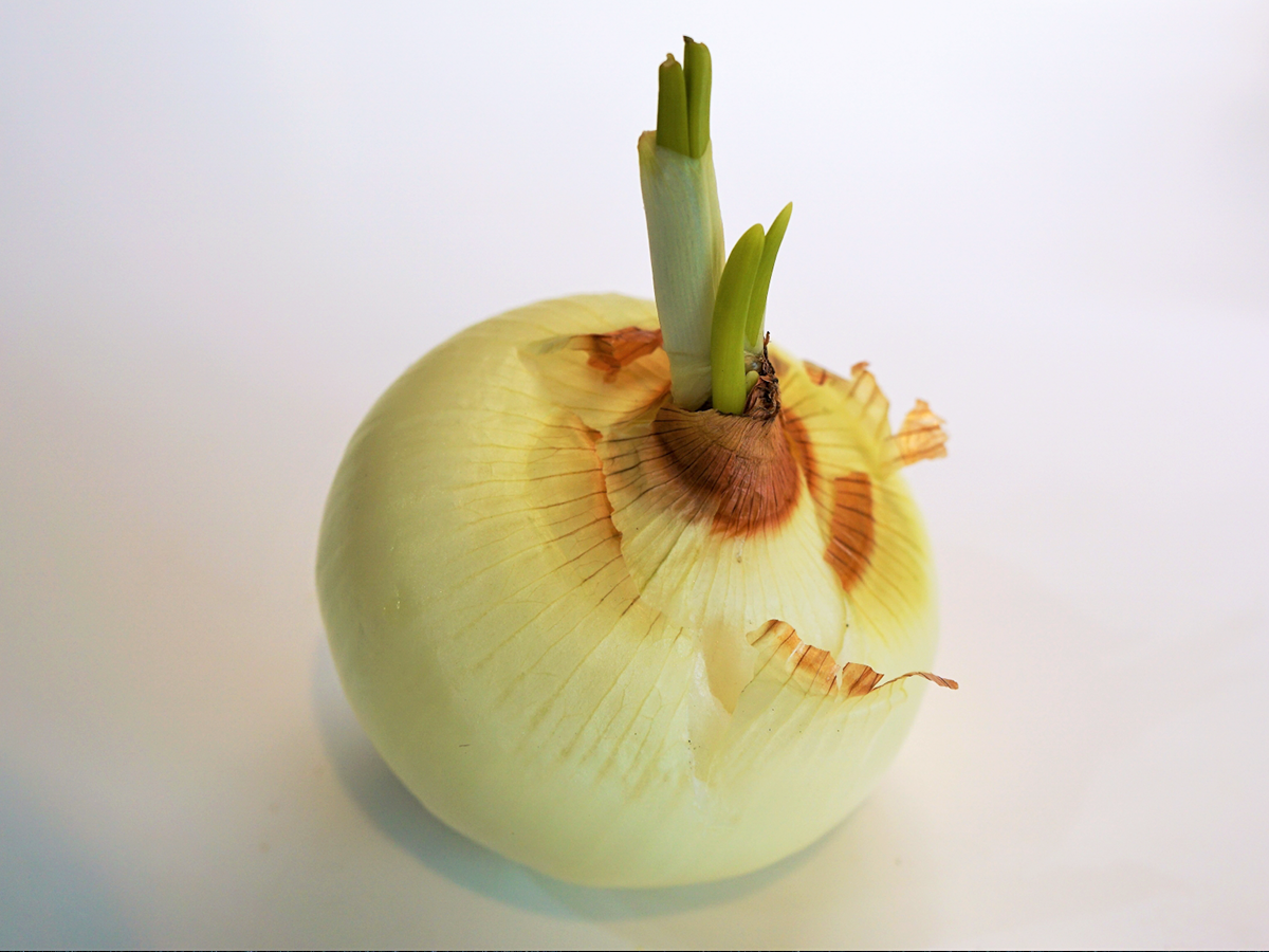 玉ねぎは芽が出ても食べられる？毒がある？取り方は？ Fily〔フィリー〕