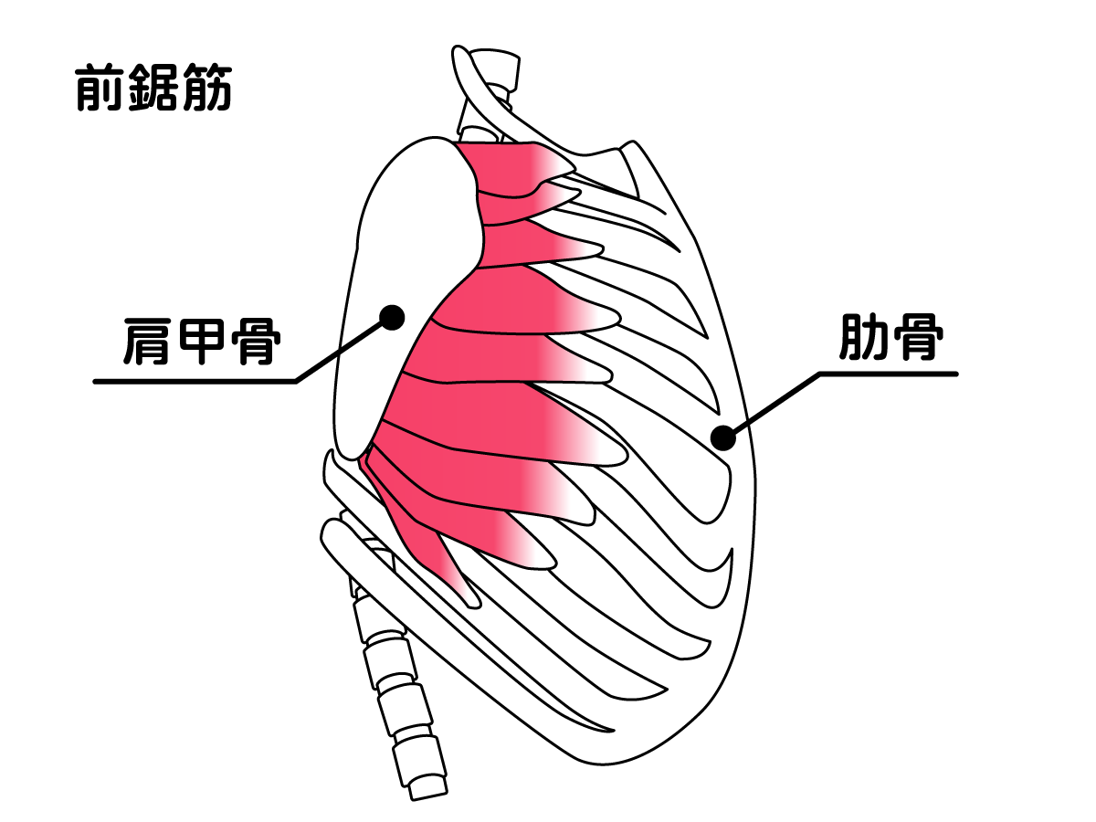 内腹斜筋と前鋸筋の違いは何ですか？ | 前鋸筋 トレーニング リハビリ – SKQG