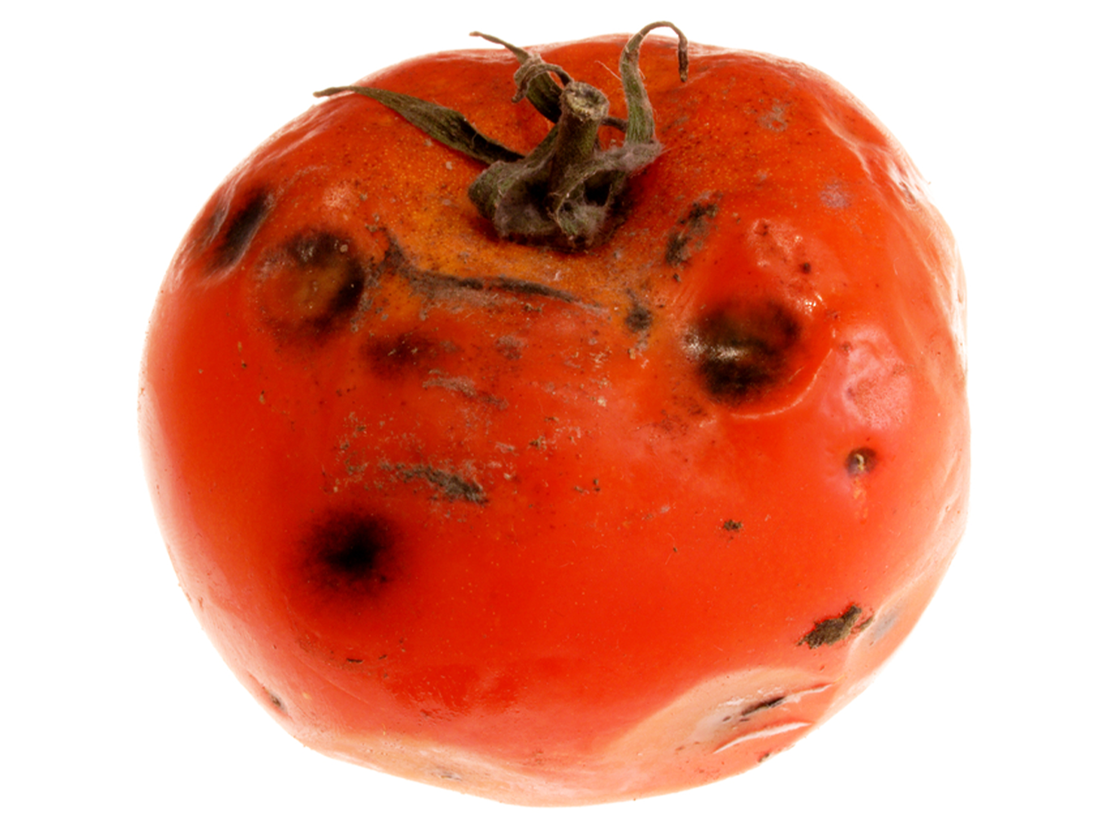 トマトにカビ 食べてok 原因と対処法 白黒緑の違いを解説 Fily フィリー