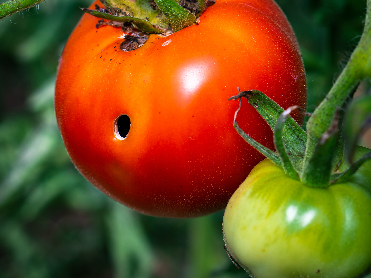 トマトにカビ 食べてok 原因と対処法 白黒緑の違いを解説 Fily フィリー