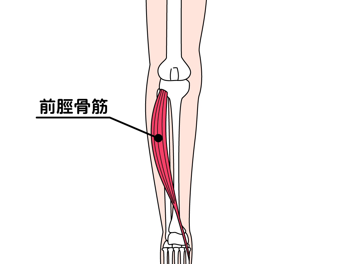 脛筋肉痛歩き方 _ 歩くと足のすねが痛い – KFSWCU