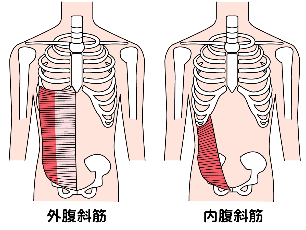 腹斜筋の筋トレ 自重 加重トレで効率的に鍛える方法を解説 Fily フィリー