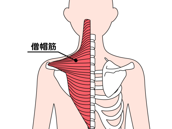 1.肩甲骨を絞る