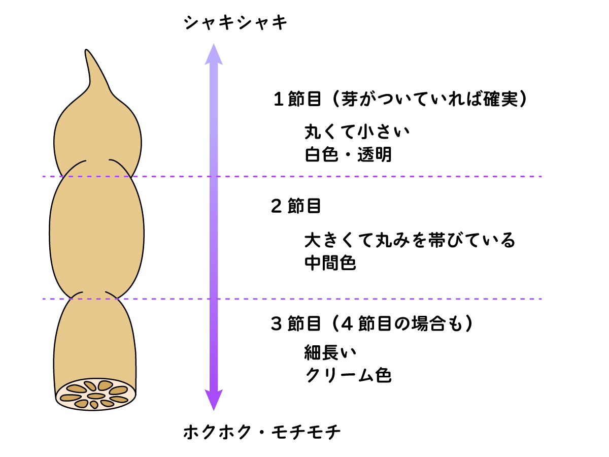 れんこんは生で食べて大丈夫?下処理は必要? - Fily〔フィリー〕