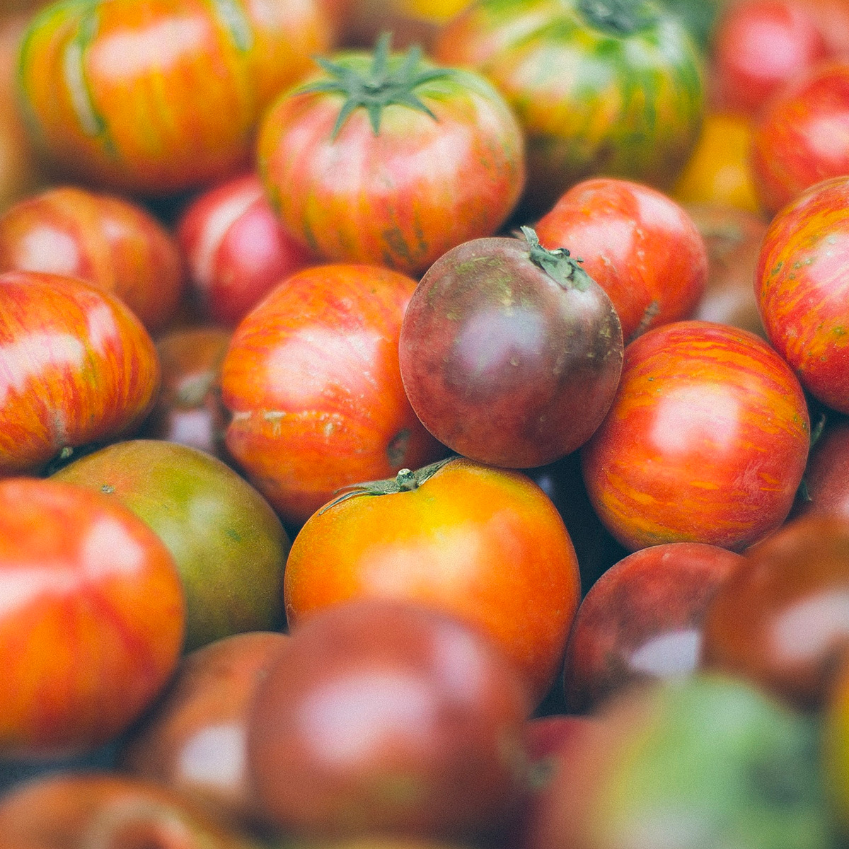 腐ったミニトマトの見分け方 ふにゃふにゃになったり黒く変色する Fily フィリー