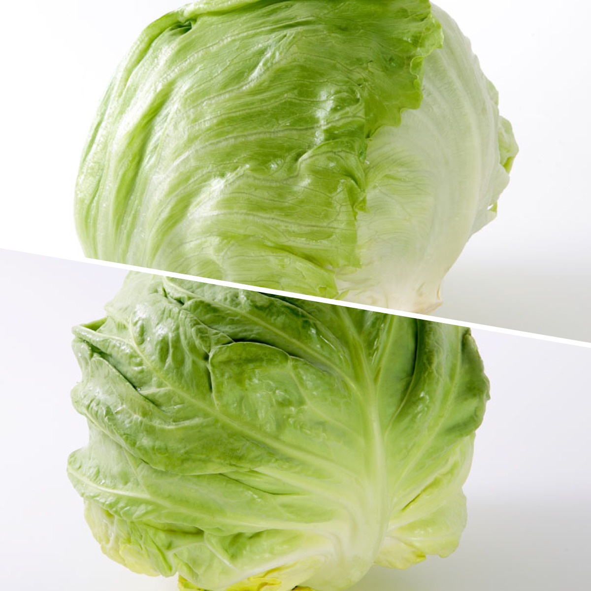 サラダ菜とシルクレタスの違いは何ですか？ – サラダ菜 レタス – PUAAOM