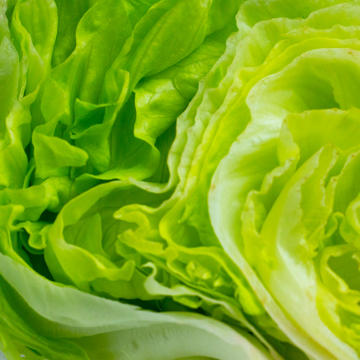 レタスのダイエット効果とおすすめレシピ 取り入れ方のコツと注意点を解説 Fily フィリー