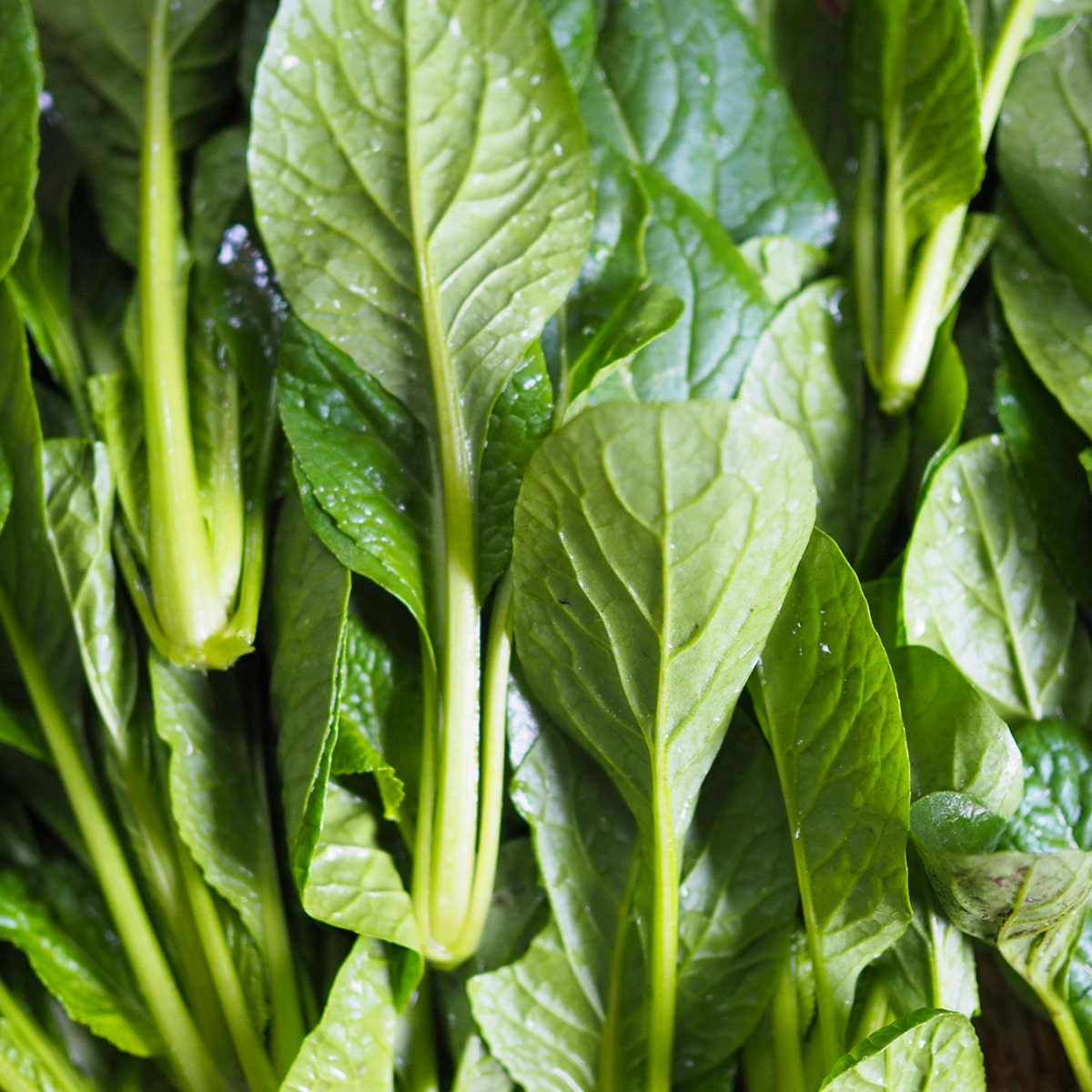 小松菜が苦い原因 苦味を消す方法と調理後の対処法とは Fily フィリー