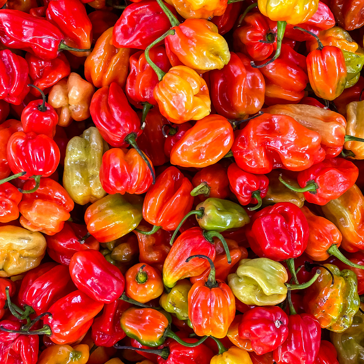 パプリカの食べ過ぎはng どのくらいが適量 1日1個はok Fily フィリー パプリカの食べ過ぎはng どのくらいが適量 1日1個はok Fily フィリー