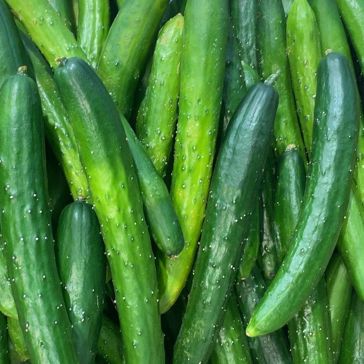 きゅうりの栄養と効能 効果的な食べ方とは レシピも紹介 Fily フィリー