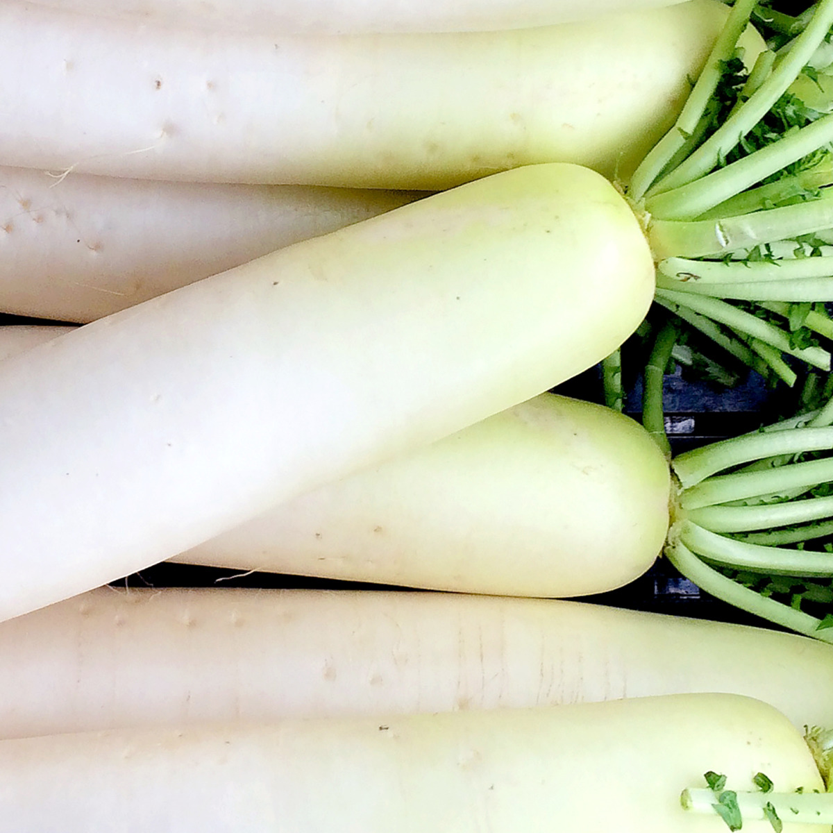 大根の選び方｜色や太さ、ひげの有無など美味しい大根の特徴を解説 - Fily〔フィリー〕