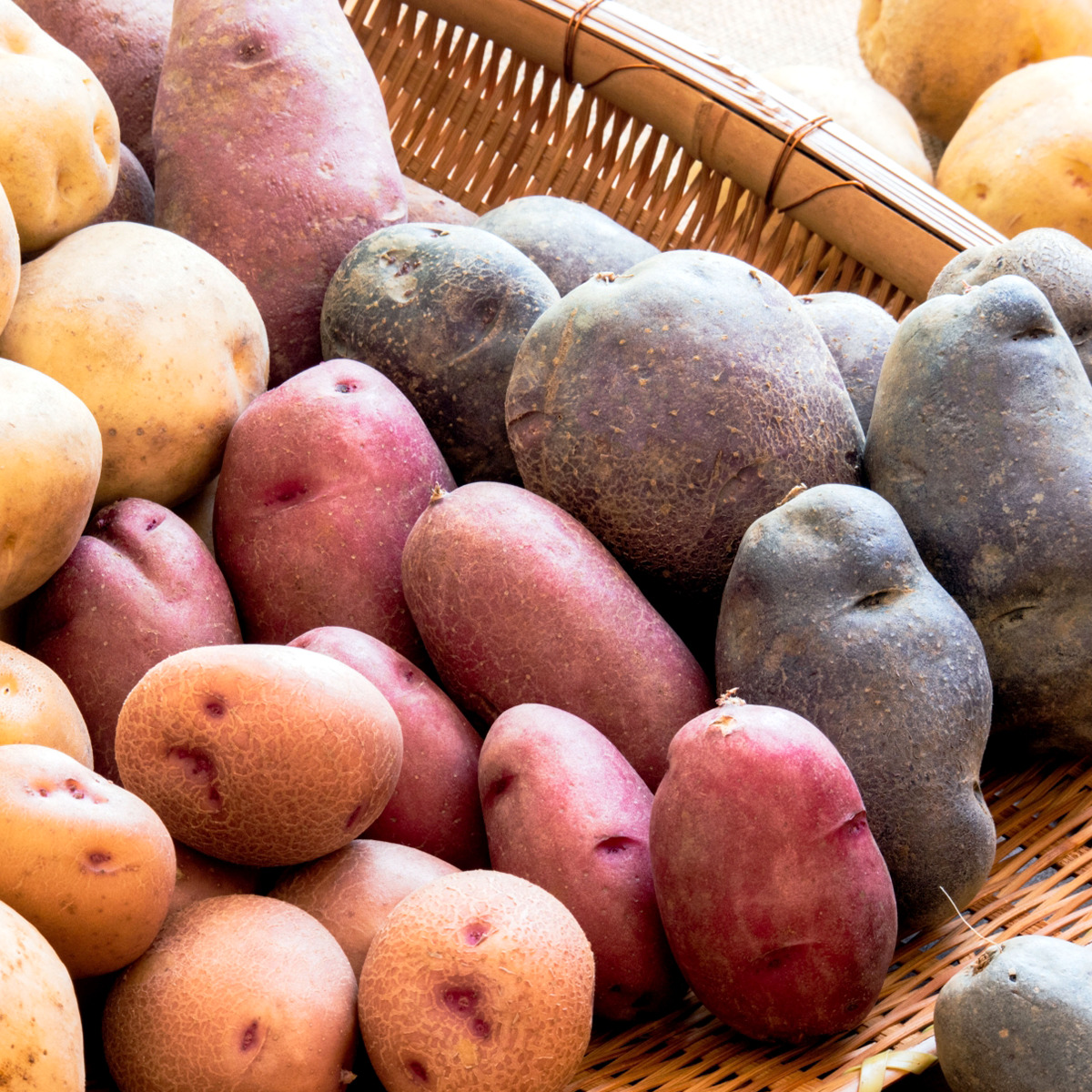 紫じゃがいも シャドークイーン とは 食べ方や栄養を解説 Fily フィリー