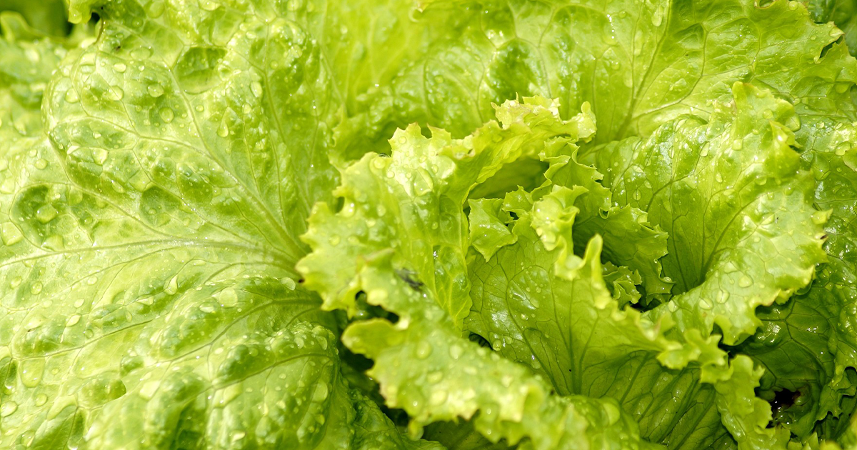 レタス 選び方 _ レタス 新鮮 見分け方 – AQYKH