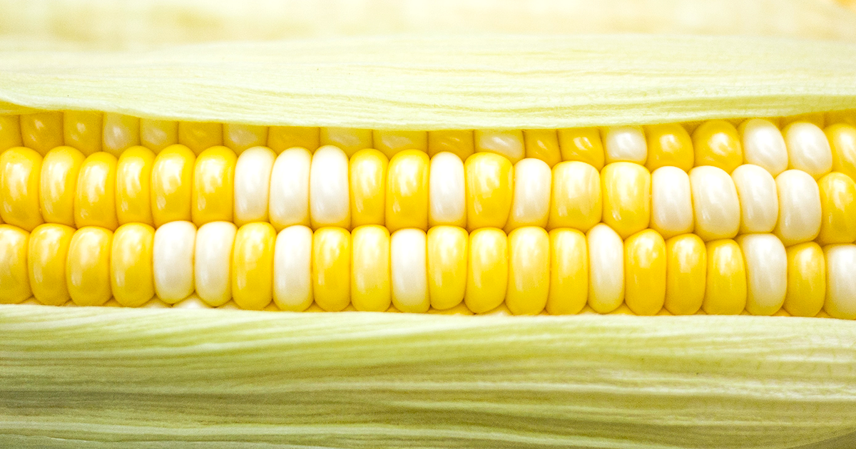 とうもろこしはダイエット向き カロリー 糖質は 効果的な食べ方と注意点は Fily フィリー